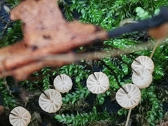 Marasmius bulliardii