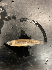 Fundulus lineolatus