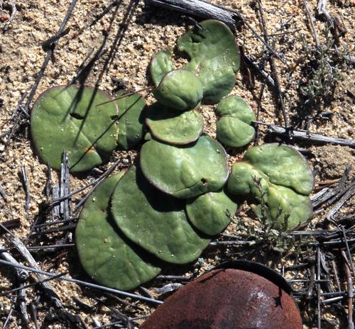 Othonna oleracea