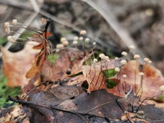 Marasmius bulliardii