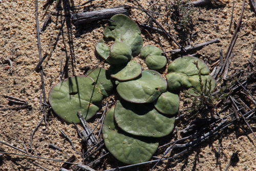 Othonna oleracea