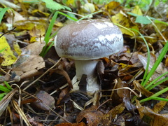 Cortinarius praestans