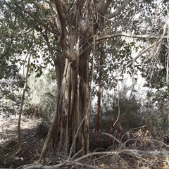 Ficus grevei