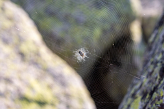 Aculepeira carbonarioides