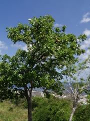 Cordia dodecandra