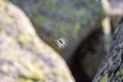 Aculepeira carbonarioides