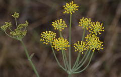 Afrosciadium magalismontanum