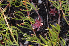 Serruria decumbens