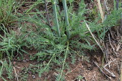 Afrosciadium magalismontanum