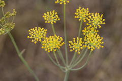 Afrosciadium magalismontanum