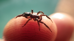 Gnaphosidae