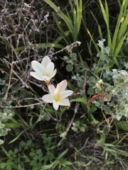 Sparaxis grandiflora