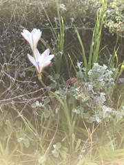 Sparaxis grandiflora