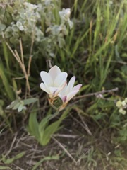 Sparaxis grandiflora