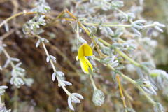 Aspalathus pedunculata