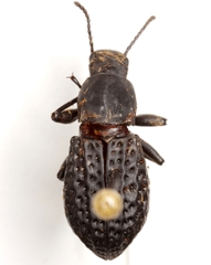 Polypleurus perforatus