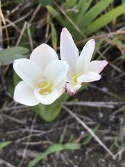 Sparaxis grandiflora