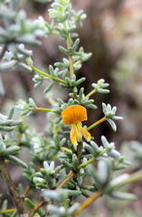 Aspalathus pedunculata