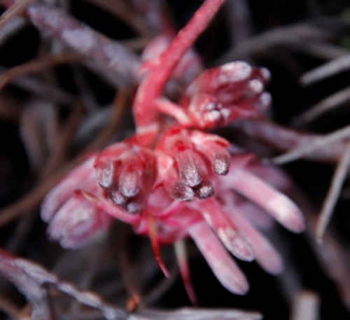 Image of Peninsula Spiderhead (Serruria decumbens) by (c) Tony Rebelo, some rights reserved (CC BY-SA)