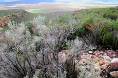 Aspalathus pedunculata