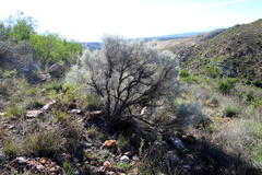 Aspalathus pedunculata