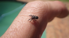 Gnaphosidae