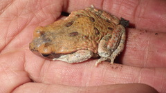 Schismaderma carens