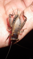 Gryllidae