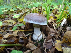 Cortinarius praestans
