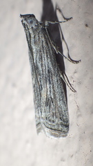 Lepidoptera