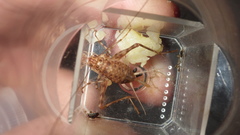 Gryllidae