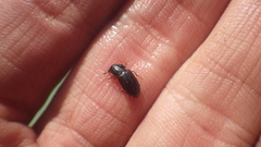 Carabidae