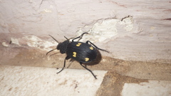 Carabidae