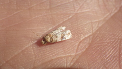 Lepidoptera