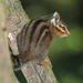 Shadow Chipmunk - Photo (c) Greg Schechter, some rights reserved (CC BY)