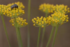 Oxythyrea testaceoguttata