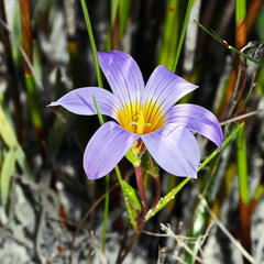 Romulea schlechteri