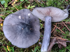 Entoloma bloxamii