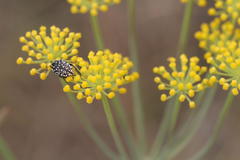 Oxythyrea testaceoguttata