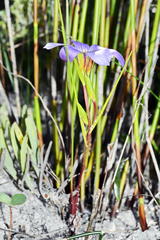 Romulea schlechteri