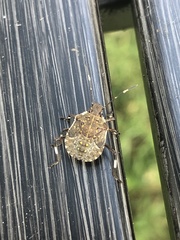 Halyomorpha halys