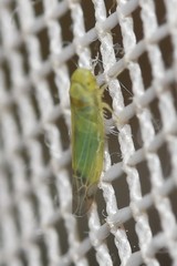 Eupteryx filicum