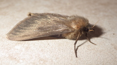 Lepidoptera