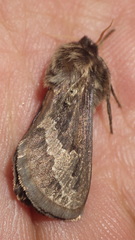 Eudalaca