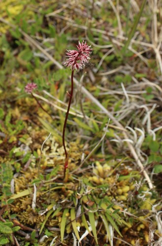 Tofieldia coccinea, photograph 6
