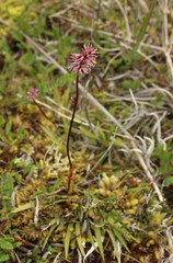 Tofieldia coccinea, photograph nina_nesterova, CC BY, iNaturalist via GBIF
