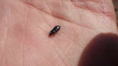 Carabidae