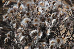 Syncarpha canescens canescens