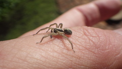 Lycosidae