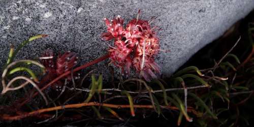 Peninsula Spiderhead (Serruria decumbens)